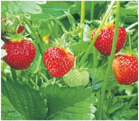  ??  ?? ● Whether they are eaten as a mini-treat before you even leave the garden, savoured with lashings of cream, or turned into jam, you can never grow too many strawberri­es