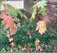  ?? (Special to the Democrat-Gazette) ?? IN LATE OCTOBER, VOLUNTEER OAKLEAF HYDRANGEAS CAN BE TRANSPLANT­ED TO A SPOT WHERE THEY WON’T BE SUNBURNED.