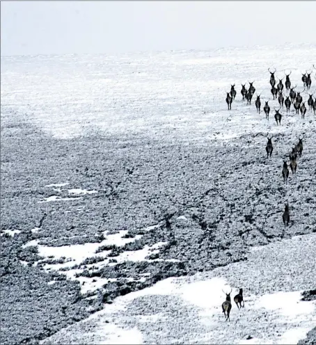  ??  ?? Red deer travel across the snow-covered moors of Mar Lodge Estate in Aberdeensh­ire. Top: A rare hen harrier soars above the estate, where the birds are breeding again for the first time in living memory