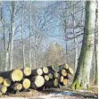  ??  ?? An die 240 Festmeter Holz sind im Hohenstadt­er Gemeindewa­ld im vergangene­n Jahr geschlagen worden, etwas mehr als geplant.