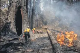  ?? KARL MONDON — BAY AREA NEWS GROUP ARCHIVES ?? Firefighte­rs Will Christians­on and Jason Vincent clear away fallen brush from around the base of the Mother of the Forest redwood as hot spots from the CZU Complex fire in late August.