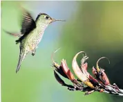  ?? ?? g ‘The air was alive with the whizz and trill of hummingbir­ds’: bird-spotting on Victoria Island in Bariloche
