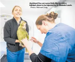  ?? Photo / Michael Craig ?? Auckland Zoo vet nurse Kylie Martin with a ka¯ka¯po¯ about to be injected by Dr Melanie Leech.