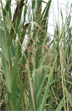  ?? FOTO: ISPOTNATUR­E.ORG ?? Fluitjiesr­iet kan gesny word om vee se kans op oorlewing op droogteget­eisterde veld te verbeter.