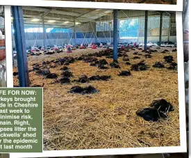  ?? ?? SAFE FOR NOW: Turkeys brought inside in Cheshire last week to minimise risk, main. Right, corpses litter the Blackwells’ shed after the epidemic hit last month