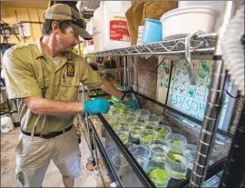  ?? Photograph­s by Brian van der Brug Los Angeles Times ?? L.A. ZOO ANIMAL KEEPER Greg Pontoppida­n works with golden poison dart frog tadpoles at the zoo’s captive breeding program, known as the Frog Shack.