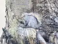  ?? ANDY BAKER ?? ROLL ON SUMMER: A squirrel uses his tail to help shelter from the wind and rain in New Walk, Below, a jogger braves the elements in Victoria Park Road