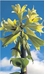  ??  ?? “Our Giant Himalayan Lily showing off its once-every-four-years flower!” says reader Alison Scott.