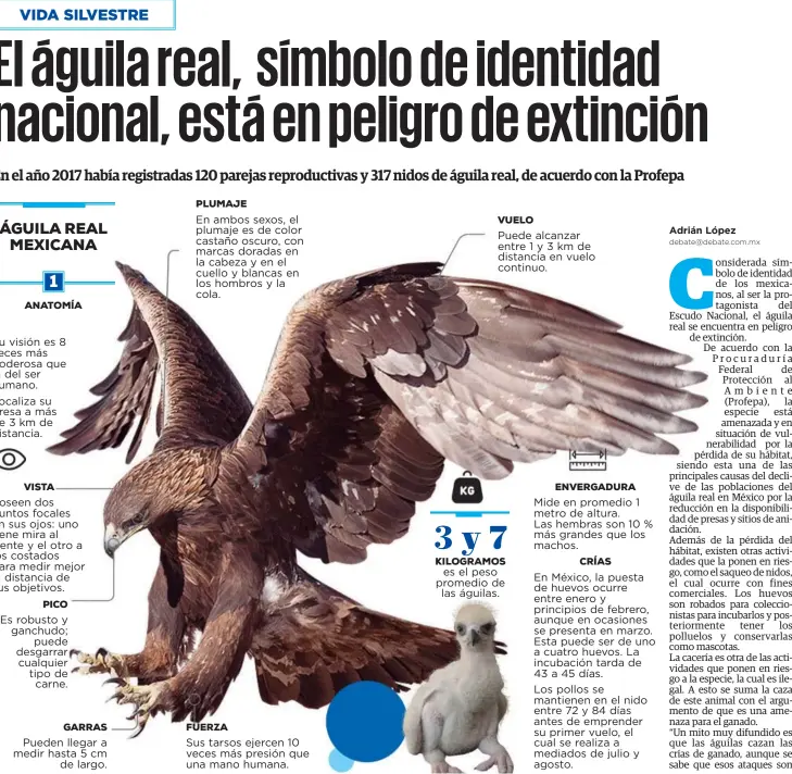 El águila real, símbolo de identidad nacional, está en peligro de extinción  - PressReader