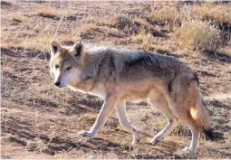  ?? JOURNAL FILE ?? A Mexican gray wolf walks inside a large fenced-in area at the Wildlife West Nature Park in Edgewood. A recent report on the wild Mexican gray wolf population said there were 113 of the breed roaming in New Mexico and Arizona.