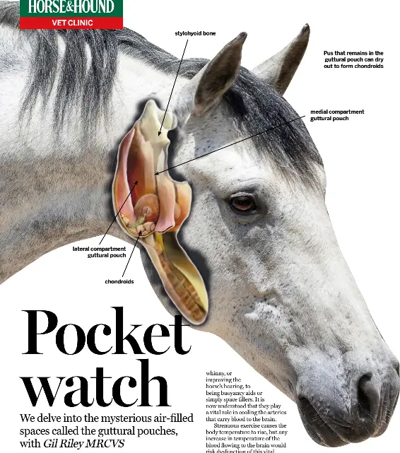 Guttural pouches PressReader