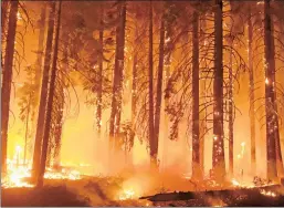  ??  ?? Preventabl­e? Better forest management may have averted the fires in California, including the Camp Fire, the deadliest in the state’s history.