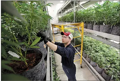  ??  ?? AP A worker tends to cannabis plants earlier this year at a cultivatio­n facility in Milford, Mass. The East Coast’s first recreation­al-pot shops opened in November in Massachuse­tts.