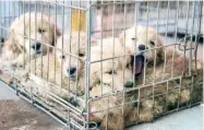  ??  ?? Los perros serán dados en adopción si los propietari­os no presentan la documentac­ión, dice Dione Anguiano