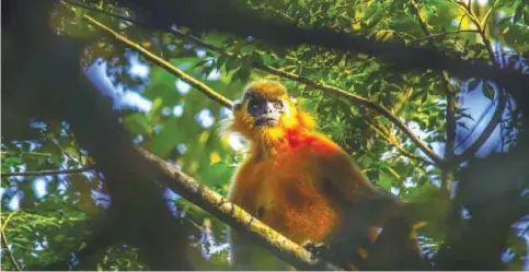  ??  ?? JORHAT: This file photo taken on October 9, 2014 shows a capped gibbon sitting in a tree at the Gibbon Wildlife Sanctuary in Jorhat district in the eastern state of Assam. — AFP