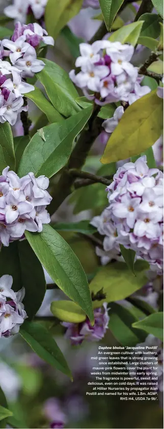  ??  ?? Daphne bholua ‘Jacqueline Postill’ An evergreen cultivar with leathery, mid-green leaves that is strong growing once establishe­d. Large clusters of mauve-pink flowers cover the plant for weeks from midwinter into early spring. The fragrance is...