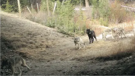  ?? PARKS CANADA /THE CANADIAN PRESS ?? A remote camera spots five wolves of the Bow Valley pack using a highway underpass in 2016.