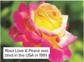  ??  ?? Rosa Love & Peace was bred in the USA in 1991