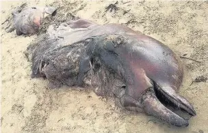  ?? FAY LORRAINE PHILLIPS/ SEA WATCH FOUNDATION ?? The body of a rare northern bottlenose whale has washed up on a beach in Porthcawl