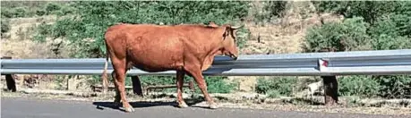 ?? Picture: SUPPLIED ?? ON THE ROAM AGAIN: A cow wanders on the road near the Ezibeleni turn-off