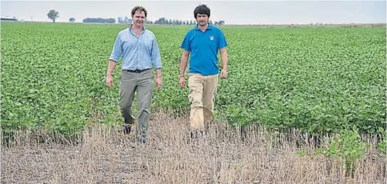  ?? (JAVIER CORTÉZ) ?? Panorama. Martín Pavani y Pablo Bollatti recorren un lote de soja sobre trigo que entre enero y febrero recibió 50 milímetros.