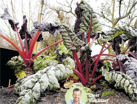  ?? ?? möchte Sie für das Wintergart­eln begeistern