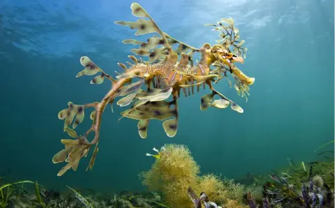  ??  ?? ABOVE A leafy seadragon in its natural habitat in the wild, in Wool Bay, South Australia