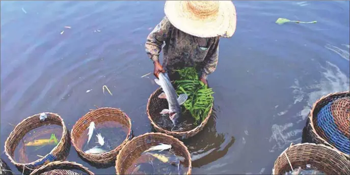  ??  ?? In Epe, Lagos aquacultur­e takes the front seat