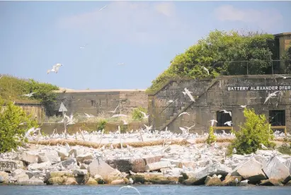  ?? KRISTEN ZEIS/STAFF ?? Thousands of seabirds populate Fort Wool in early July in Hampton. The seabirds needed a new home after being moved off the HRBT island.