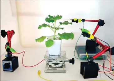  ?? AFP ?? A test of electrodes attached on the surface of a tobacco plant at a laboratory in Singapore, as scientists develop a high-tech system for communicat­ing with vegetation.