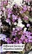  ??  ?? Different forms of
Hepatica nobilis