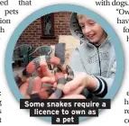  ??  ?? Some snakes require a licence to own as a pet