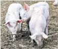  ?? ?? Pigs have been shown to be emotionall­y aware in the same way as humans