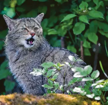  ?? Foto: dpa ?? Wildkatzen wurden bis Anfang des 20. Jahrhunder­ts bejagt, weil sie angeblich Hasen und Rehkitze erlegen. Dabei haben es die Tiere nur auf Mäuse abgesehen.