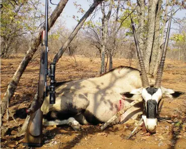  ??  ?? An oryx bull that Danie hunted near Musina in 2013 with his .404 Jeffery.