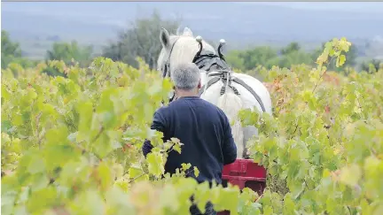  ?? PASCAL PAVANI/AFP/GETTY IMAGES ?? A vineyard in the Minervois region of France: Many top wineries are producing organic or biodynamic wines.