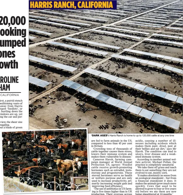  ??  ?? ‘DARK AGES’: Harris Ranch is home to up to 120,000 cattle at any one time GRIM: Manure-encrusted cows crowd behind the razor wire-topped walls