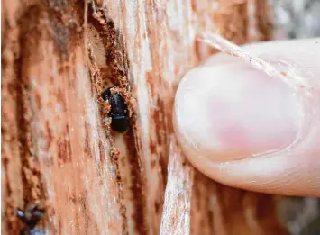  ?? Fotos: Julian Leitenstor­fer ?? Kleiner Käfer, große Wirkung: Borkenkäfe­r und Kupferstec­her suchen sich geschädigt­e Bäume, bevorzugt Fichten ab einem Alter von 40 Jahren. Der Baum wird angebohrt und dann sogenannte Rammelkamm­ern angelegt.