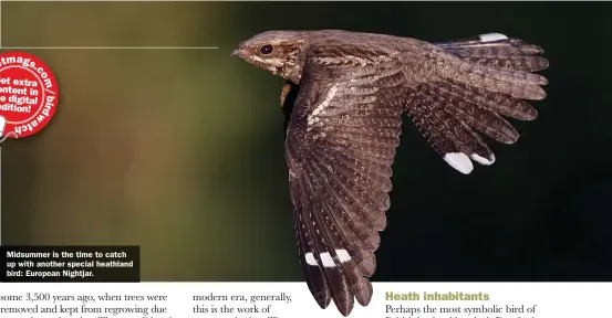  ??  ?? Midsummer is the time to catch up with another special heathland bird: European Nightjar.