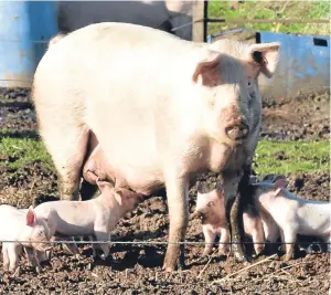  ??  ?? Male piglets could soon be born naturally castrated.