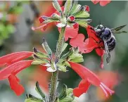  ?? Elizabeth Conley / Staff photograph­er ?? Carpenter bees and other large species of natives such as bumble bees can take pollen from tubular plants such as scarlet sage.