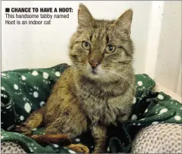  ??  ?? CHANCE TO HAVE A HOOT: This handsome tabby named Hoot is an indoor cat