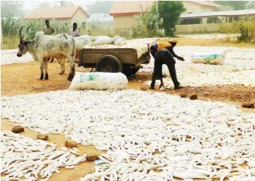  ??  ?? Farmers dry Cassava on bare ground in Kila, Gwaram, Kebbi State