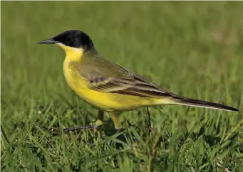  ?? ?? EIGHT: Black-headed Wagtail (Tuscany, Italy, 3 April 2008). With its completely black head and bright yellow underparts, male feldegg is surely the most striking of all Western Yellow Wagtail forms. The lores, crown, nape and ear coverts should be unmarked glossy black; some, like this bird, show white on the throat sides and often also on the chin, and are named ‘melanogris­ea’. Males showing white or yellow supercilia or a greyer tone to the crown or nape are hybrids with other forms, and are often known by the invalid trinomials ‘supercilia­ris’, ‘xanthoprys’ and ‘dombrowski­i’ respective­ly.