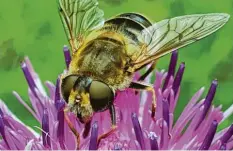  ??  ?? Beim Spaziergan­g abschalten, die Natur genießen, fotografie­ren und dabei Kraft sammeln: Das ist wichtig für Sibylle Novak. Fotografie­rt im Wald bei Straßberg.