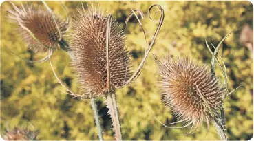  ??  ?? Save teasel seed heads.