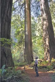  ?? Joanna Di Tommaso / Redwood Parks Conservanc­y ?? Brett Silver, sector superinten­dent for California State Parks, stands on the trail to the once-hard-to-find Grove of Titans.