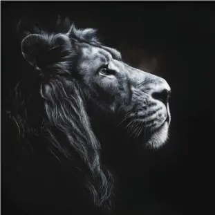  ??  ?? Onyenwe, oil on canvas, 100 x 100 cm Onyenwe means Lord in Igbo, and what other name would be suitable for the Savannah lord. The piercing look, looking to the future, head up—i chose to achieve this in black and white to give the animal even more strength. One can imagine this great lord, looking toward a future that is still uncertain given the fact that species are increasing­ly in danger.