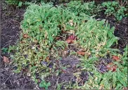  ?? CONTRIBUTE­D ?? Toad lily with half cut back due to freeze damage.