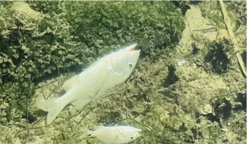  ?? FERNANDO FIKSMAN ?? Fernando Fiksman took this photo Monday near his home on Biscayne Point in Miami Beach. He saw hundreds of dead fish. Fish kills typically occur when warm waters and low winds combine to spark oxygen depletion in polluted waters.